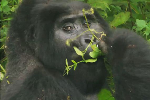 earthrise - mountain gorillas - framegrabs