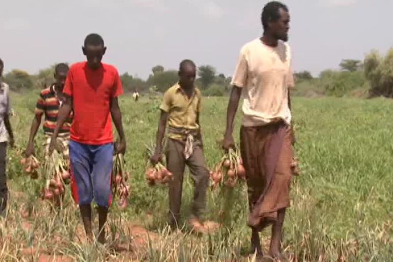 Somalia farmers onions harvest