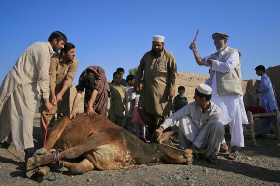 pakistan cattle