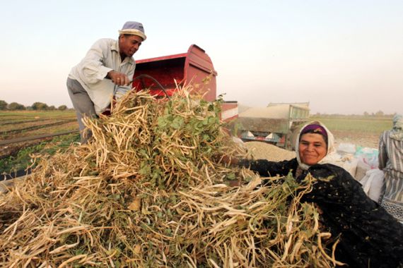 egypt farming