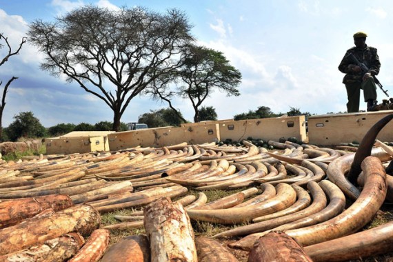 Kenya elephant tusk ivory