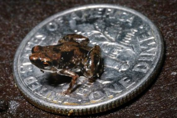 tiniest frog EVER!