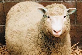 Scientific legacy of cloned sheep Dolly lives on | Science and Technology  News | Al Jazeera