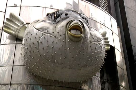 Japan lethal blowfish fugu