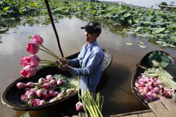 A man unloads lotus flowers from a boat near a field of the plants on the West Lake in Hanoi