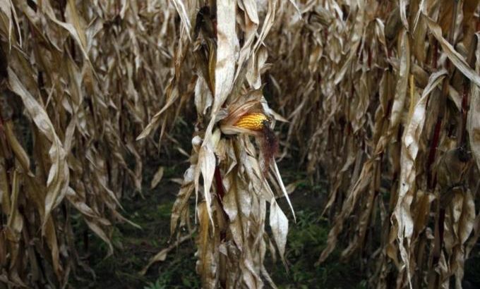 A field of corn is seen in Embrun, Ontario
