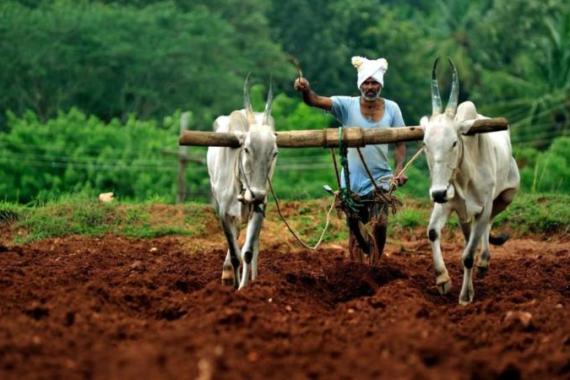India agriculture monsoon rains