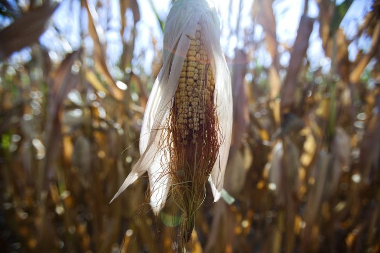 An ear of corn hangs from a broken stalk