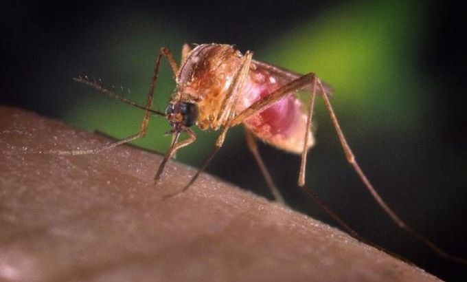 A Culex quinquefasciatus mosquito is seen in this undated handout photo