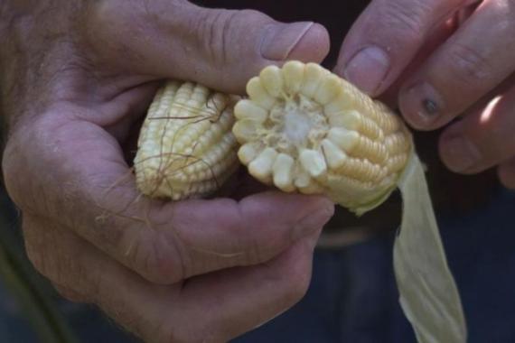 A farmer breaks open a ear of corn while surveying his crop in Mystic, Iowa