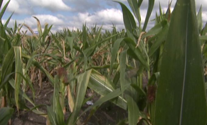 US corn production decimates