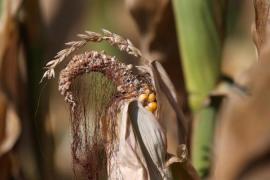 Extended Drought Pushes Corn Prices To Record Highs