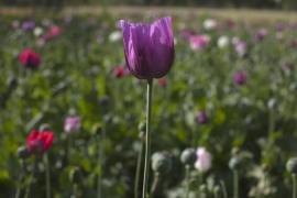 Poppy Cultivation More Than Doubled In Badakhshan