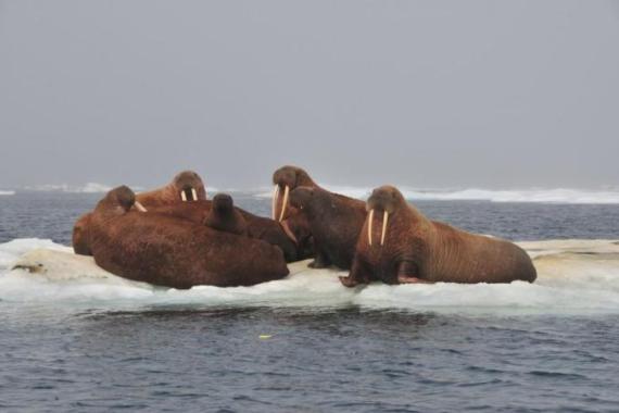 Walruses rest on an ice floe in the Chukchi sea in the Arctic