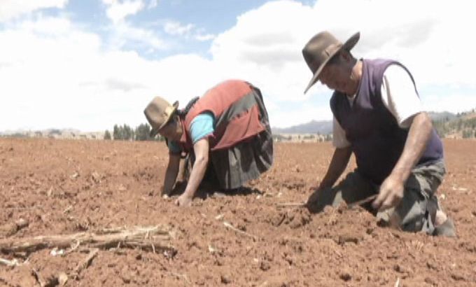 Peruvian farmers till soil - still from Mariana Sanchez package on ancient crops making a comeback