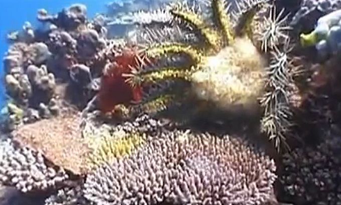 Ecosystems under threat as starfish devour organisms