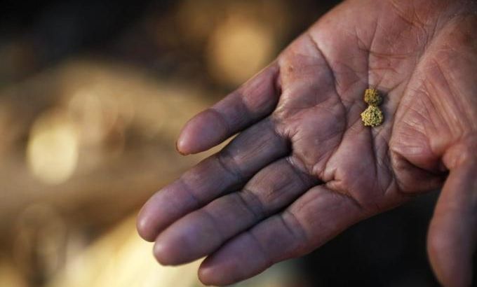 A woman holds two pieces of gold which her family extracted after a day of work at a primitive gold mine in Panompa near Phichin