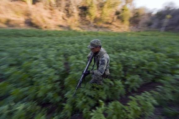 A Mexican soldier runs in a marijuana fi
