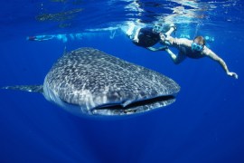 Whale Shark enclosure
