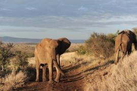 Elephants walk in the early morning hour