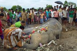 Male wild elephant found dead near Siliguri, India