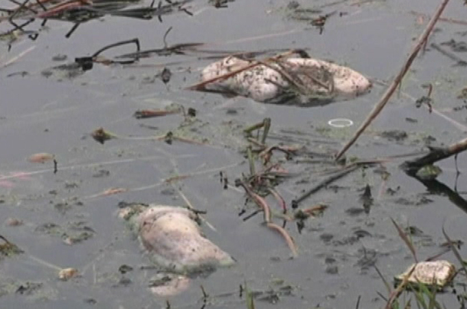 Dead animals in Chinese rivers raise alarm | Environment | Al Jazeera