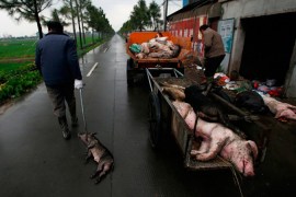 China dead pigs