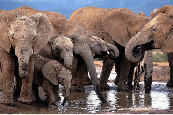 Poachers massacred 89 elephants