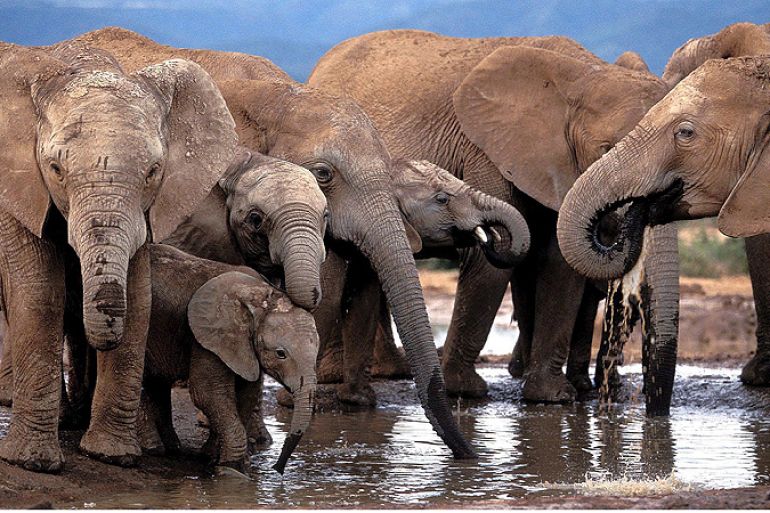 Poachers massacred 89 elephants
