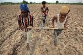 Soaring seed prices in India have resulted in many farmers being mired in debt and turning to suicide [Reuters]