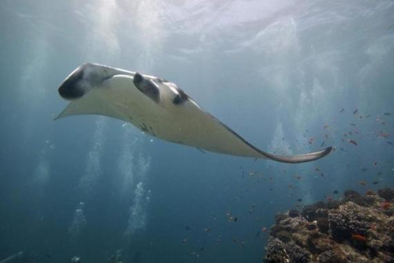 Scuba divers watch as a four meter giant manta ray visits a cleaning station just outside Hanifaru Bay of Maldives'' remote Baa Atoll