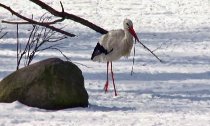 Long winter freezes out Poland''s white storks