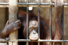 Inside Story :Orangutan Indonesia Thailand