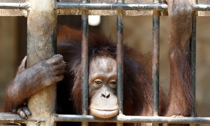Inside Story :Orangutan Indonesia Thailand
