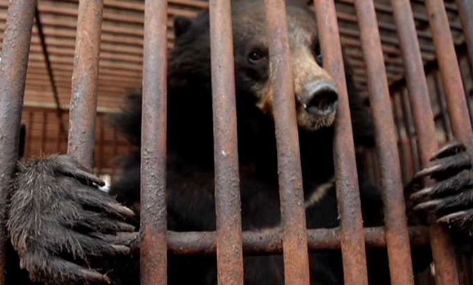 South korean bears - bile used for traditional medicine