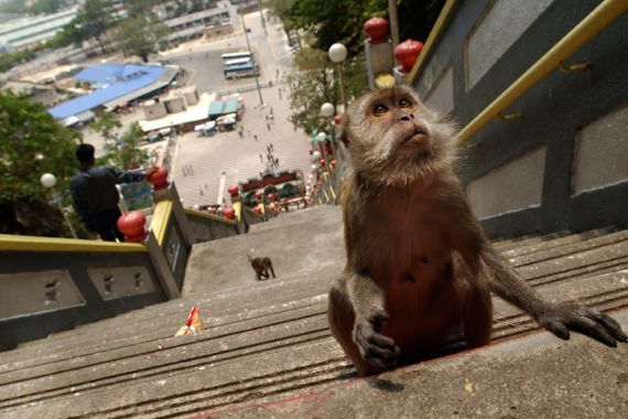 Malaysia monkey