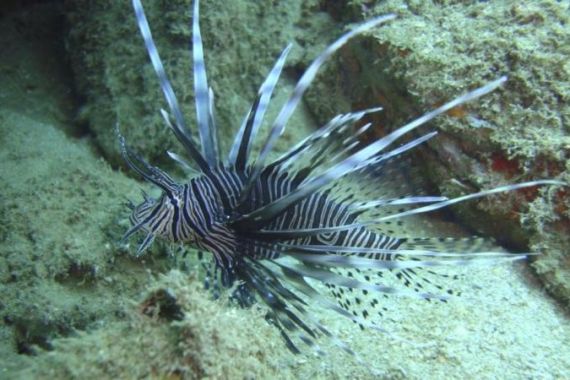 Handout of a lionfish swimming in the