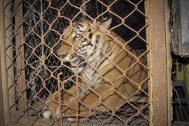 Thai authorities seized two tigers and arrest the owner of a private Chaiyaphum zoo