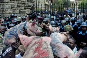 Kenyan protesters carried pigs to symbolise MPs' greed after voting to increase their own salaries [AFP]