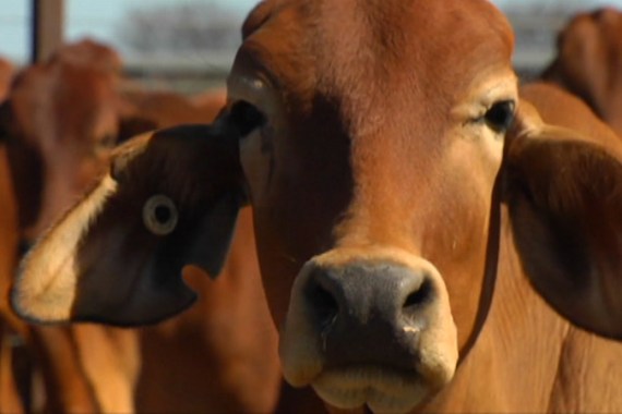 Australia cattle crisis