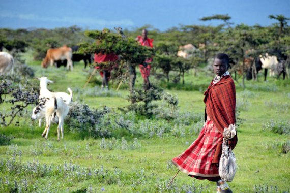 Maasai girl and goats in Tanzania [Peter Greste/Al Jazeera]