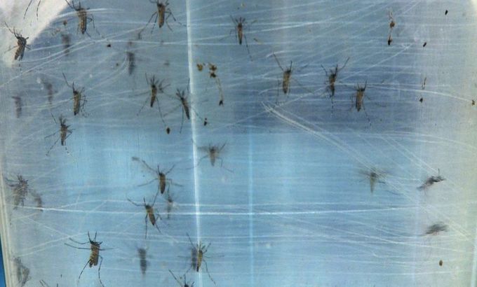 The Cure - Eliminating Dengue mosquitos