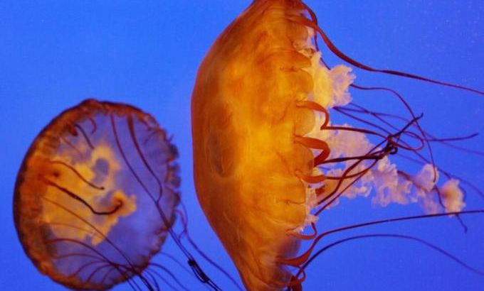 Two Brown Sea Nettle jellyfish are displ