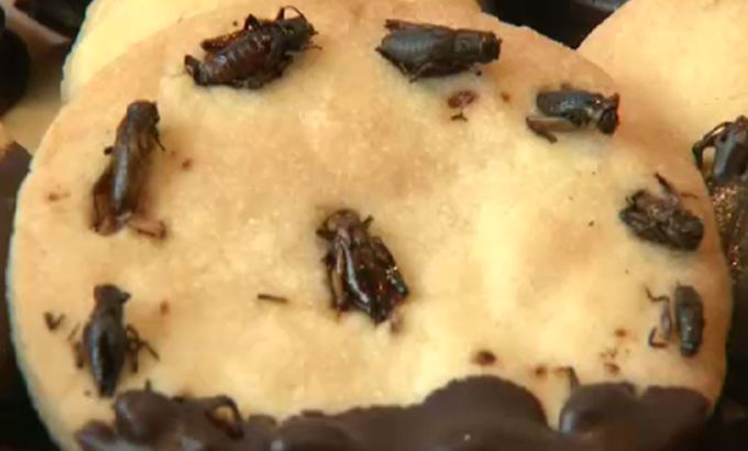 Canada introduces insects on menu