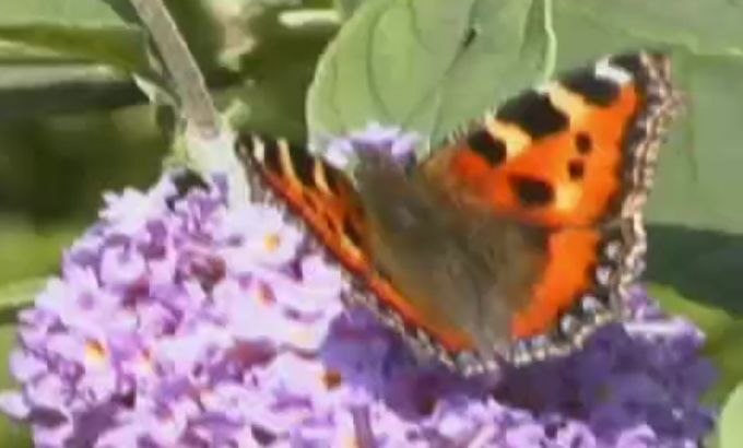 UK''s heatwave boosts butterfly numbers