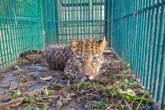 A leopard rescued from Domdomma, Assam