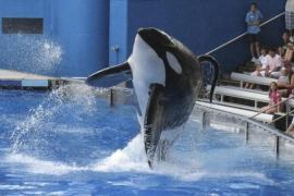File photo of Tillikum, a killer whale at SeaWorld amusement park, performing during the show