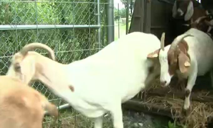 US goats clean up
