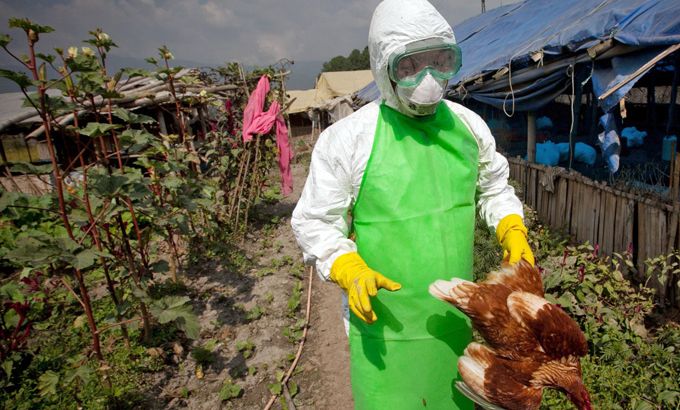 Nepal poultry farmers criticise bird flu cull