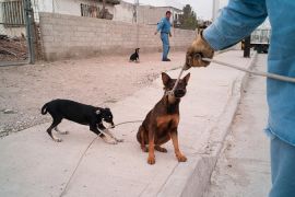 Mexico Dogs 2